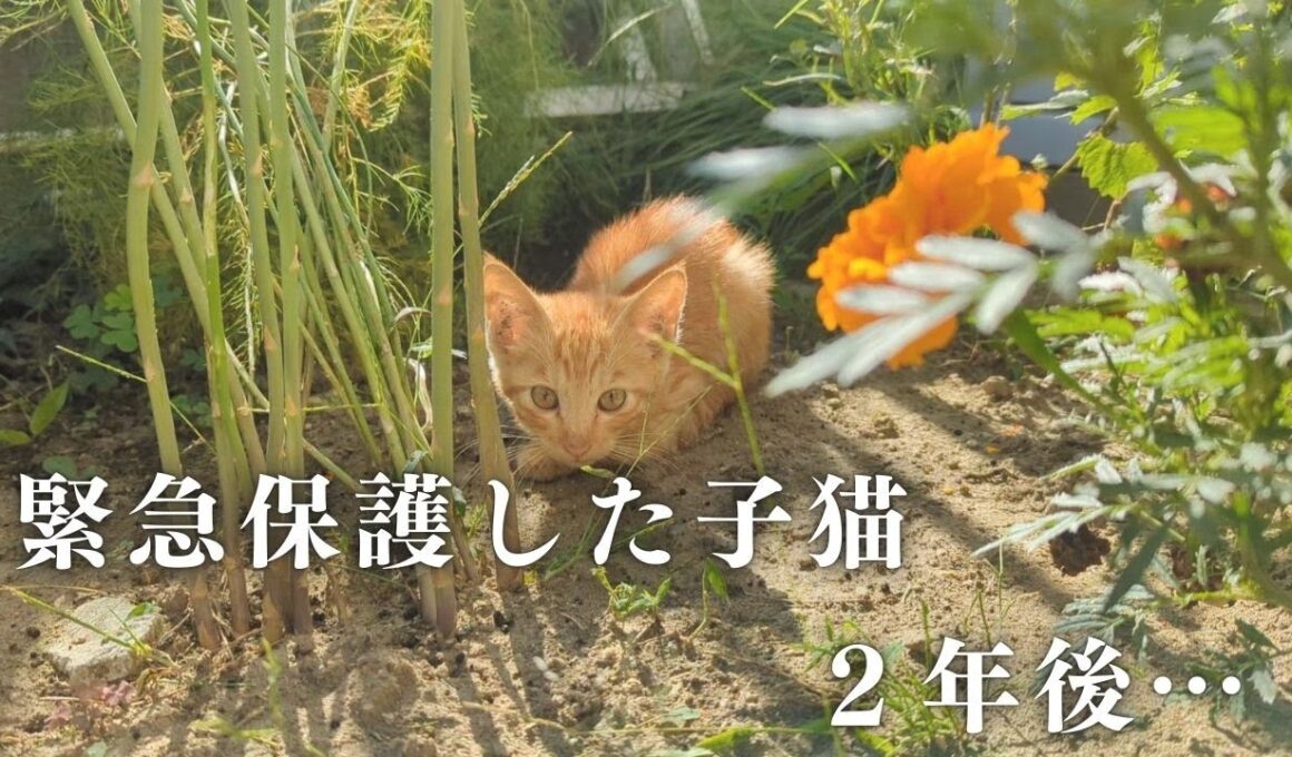 庭で保護した子猫が２歳になりました