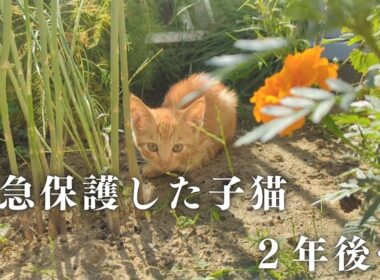 庭で保護した子猫が２歳になりました