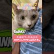 パパの休日#猫 #ロシアンブルー #shorts