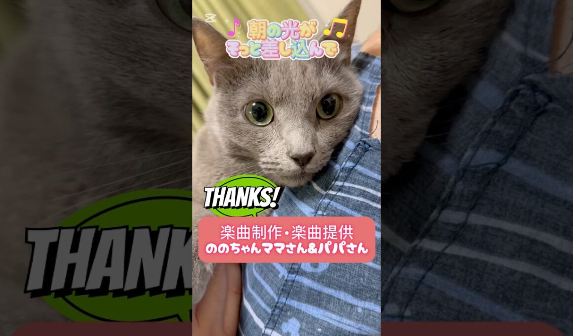パパの休日#猫 #ロシアンブルー #shorts