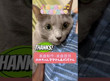 パパの休日#猫 #ロシアンブルー #shorts