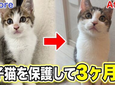 【壮絶】カラスに襲われていた子猫を保護して３ヶ月の奇跡