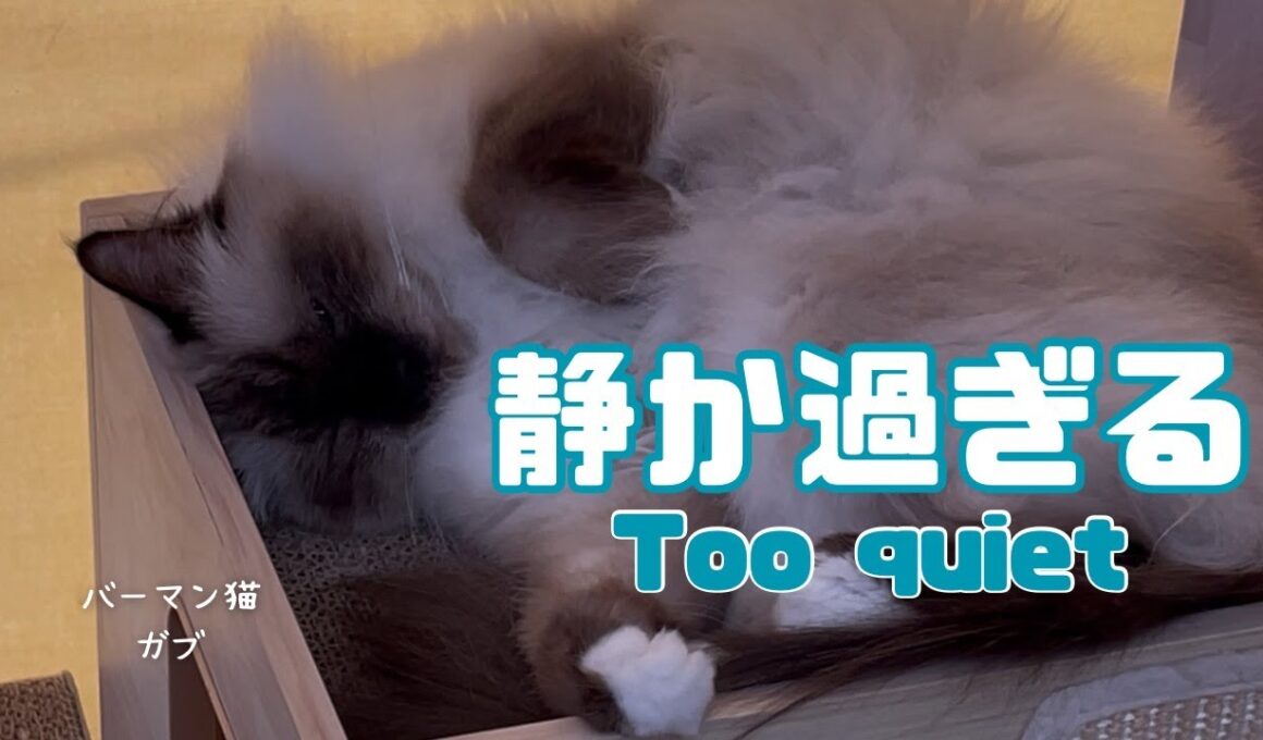 バーマン猫ラフとガブ【静か過ぎる】too quiet（バーマン猫）Birman/Cat