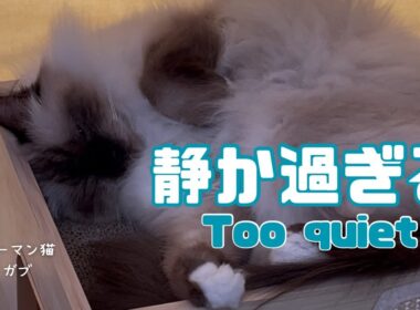 バーマン猫ラフとガブ【静か過ぎる】too quiet（バーマン猫）Birman/Cat