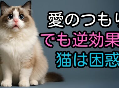 【猫雑学】猫を正しく愛する35の方法――まだ知られていない小さな工夫