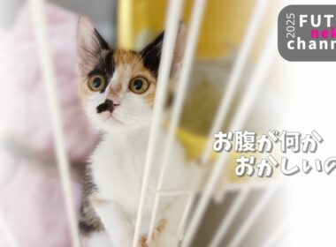 必死で助けを求めていた子猫のお腹が大きかった原因とは…【保護子猫】