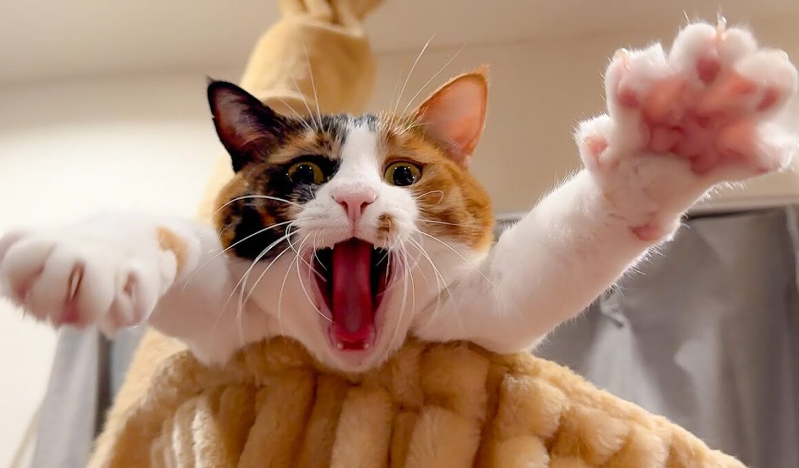 振り向いたらとんでもない顔をした猫に見られていました。