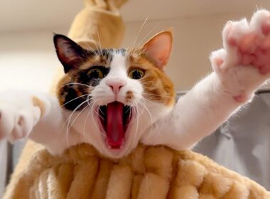 振り向いたらとんでもない顔をした猫に見られていました。