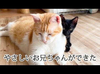 警戒心MAXの保護子猫、先住猫に初接触したら即デレ