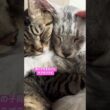 うちの子達とっても可愛いんです🥰#メインクーン#キジトラ猫