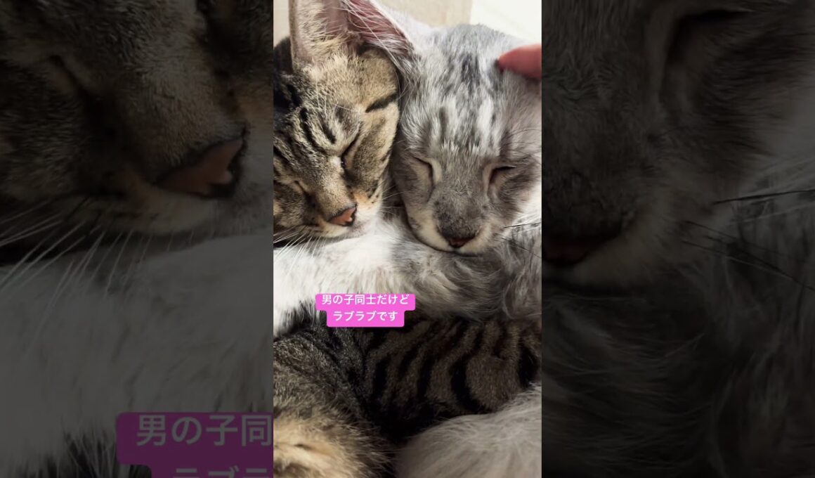 うちの子達とっても可愛いんです🥰#メインクーン#キジトラ猫