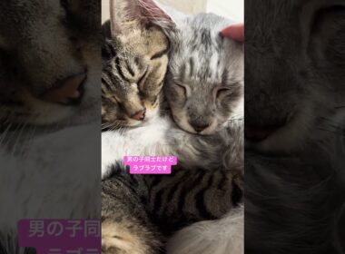 うちの子達とっても可愛いんです🥰#メインクーン#キジトラ猫
