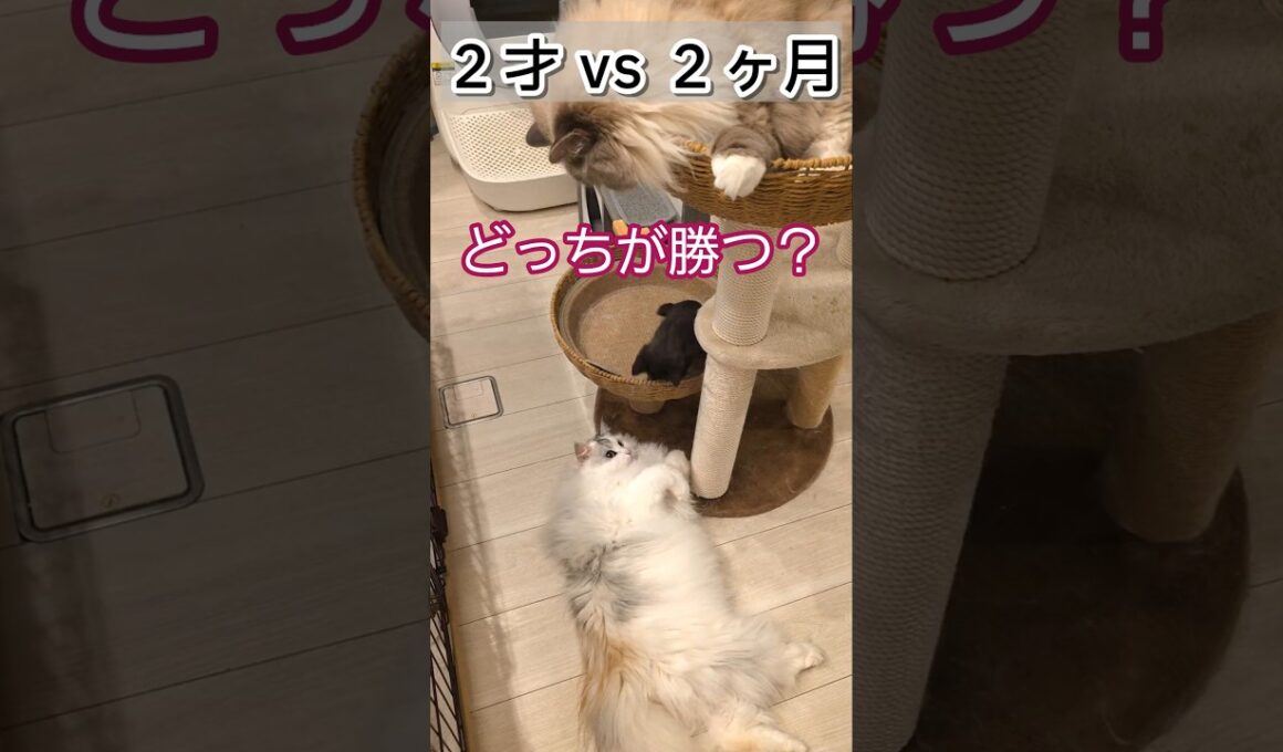 ２歳VS2ヶ月！どっちが強い？