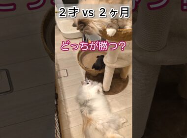 ２歳VS2ヶ月！どっちが強い？