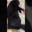 爆睡する黒猫くーに、イタズラするシャムの子ネコ雫「動じないんですけど、くー」