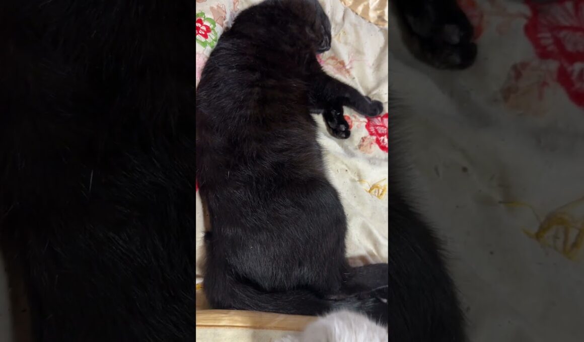 爆睡する黒猫くーに、イタズラするシャムの子ネコ雫「動じないんですけど、くー」