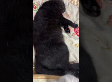 爆睡する黒猫くーに、イタズラするシャムの子ネコ雫「動じないんですけど、くー」