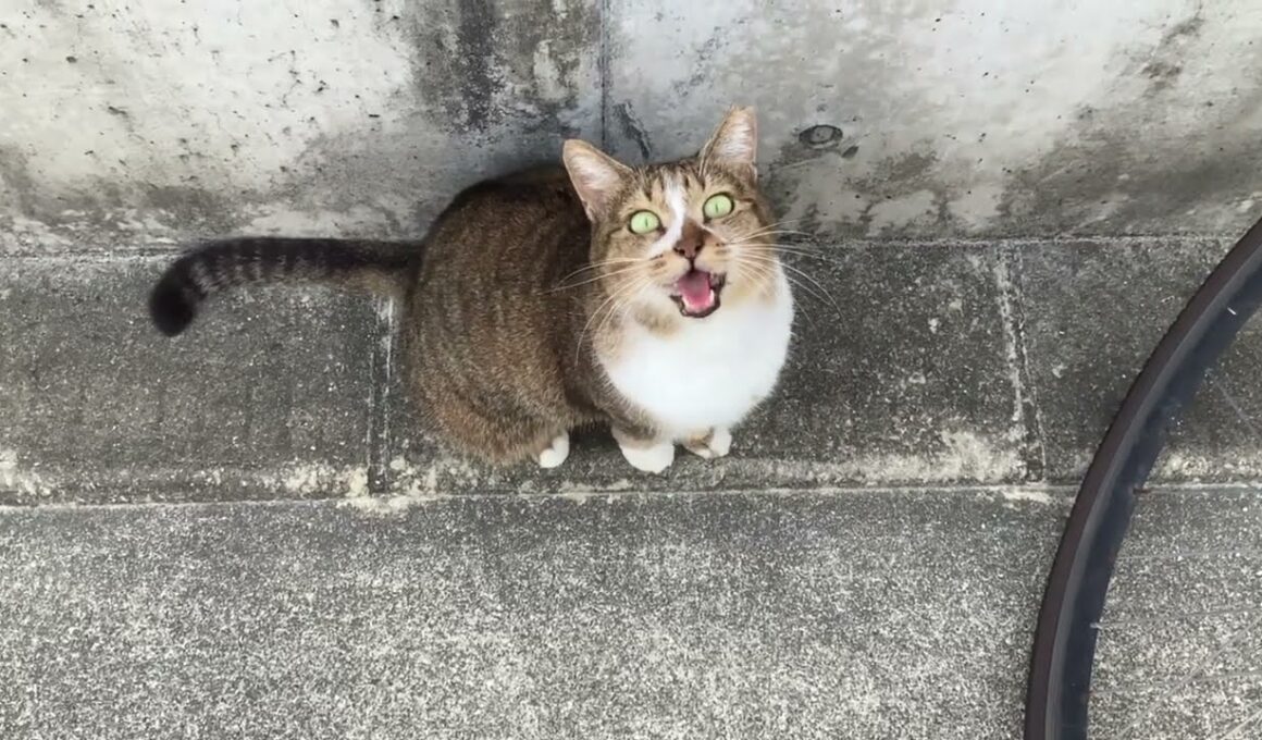 寝起きなので声がしゃがれています　住吉猫さん
