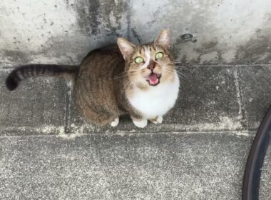 寝起きなので声がしゃがれています　住吉猫さん