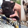 あまりに小さすぎる子猫「ママどこ…？」育児放棄!?そこに隠された衝撃の真実？
