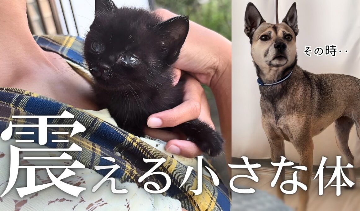 あまりに小さすぎる子猫「ママどこ…？」育児放棄!?そこに隠された衝撃の真実？