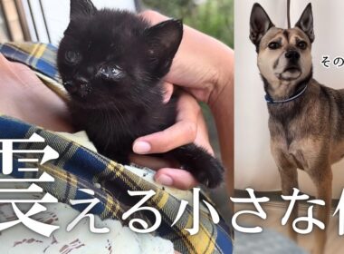 あまりに小さすぎる子猫「ママどこ…？」育児放棄!?そこに隠された衝撃の真実？