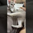【美猫】まったりタイムが可愛すぎるシンガプーラの子猫 #cat #子ネコ #shorts