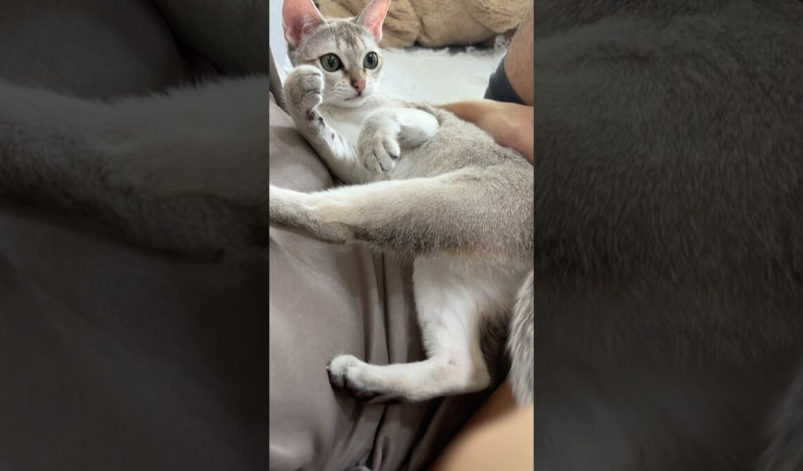 【美猫】まったりタイムが可愛すぎるシンガプーラの子猫 #cat #子ネコ #shorts