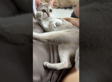 【美猫】まったりタイムが可愛すぎるシンガプーラの子猫 #cat #子ネコ #shorts