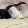 黒猫の子ネコ黒夢「大好き。シャムの子ネコ雫」