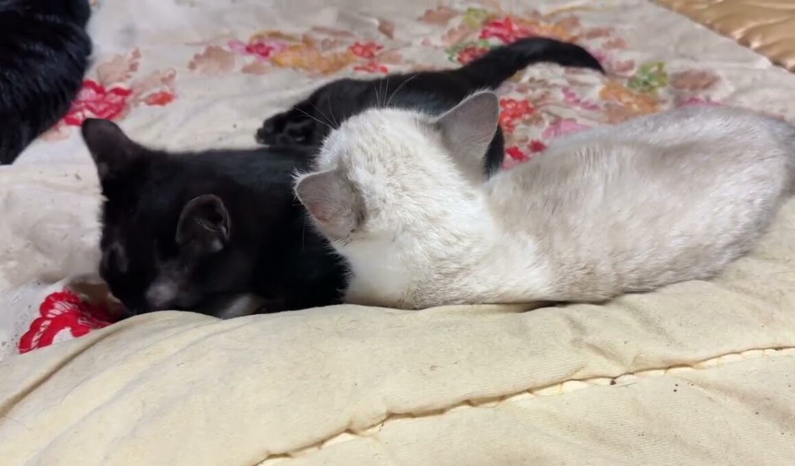 黒猫の子ネコ黒夢「大好き。シャムの子ネコ雫」