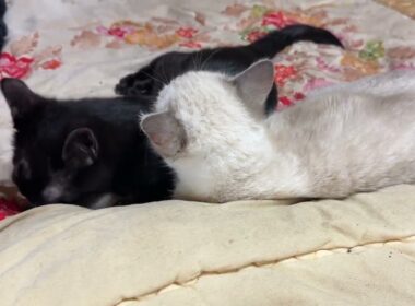 黒猫の子ネコ黒夢「大好き。シャムの子ネコ雫」