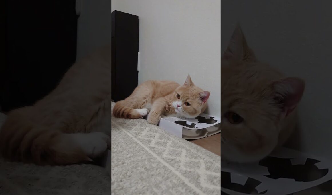 牛丼持ち帰り容器で寝る猫　うりちゃん #shorts