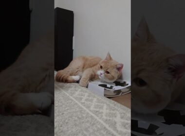 牛丼持ち帰り容器で寝る猫　うりちゃん #shorts