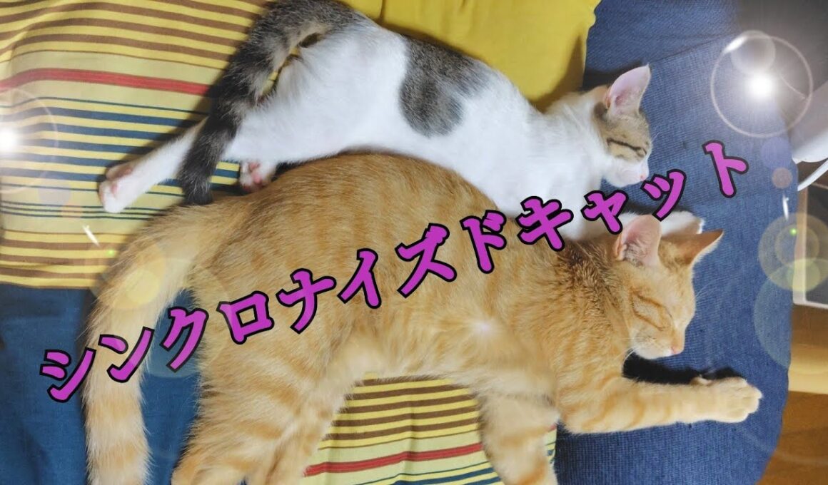 【猫と40代主婦】ドラミとテンの様子/お迎え3日目～7日目
