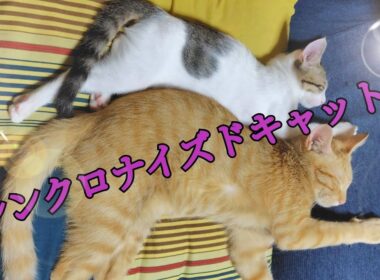 【猫と40代主婦】ドラミとテンの様子/お迎え3日目～7日目