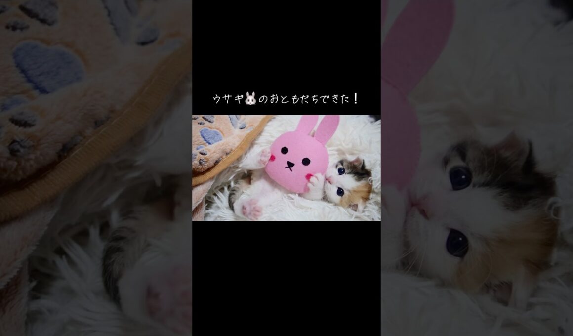 三毛イモ子猫、ウサギ🐰のおともだちできた！ #cat  #猫  #ねこ  #保護猫 #cute #猫のいる暮らし #子猫 #shorts  #こねこ