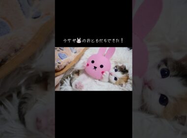 三毛イモ子猫、ウサギ🐰のおともだちできた！ #cat  #猫  #ねこ  #保護猫 #cute #猫のいる暮らし #子猫 #shorts  #こねこ