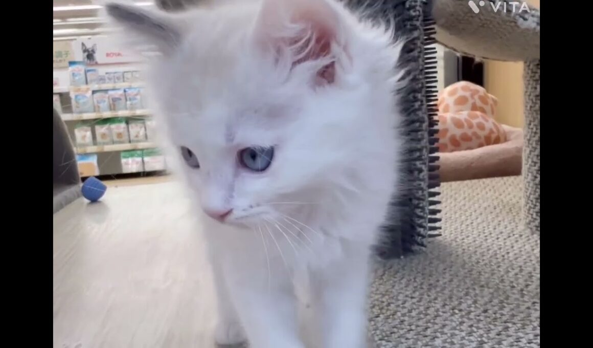 【マルワン横浜 港北NT店】ブルーアイズのイケメンラグドールくんが新しく仲間入り！