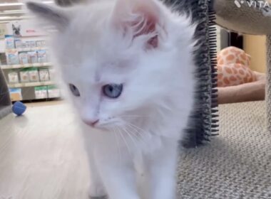 【マルワン横浜 港北NT店】ブルーアイズのイケメンラグドールくんが新しく仲間入り！