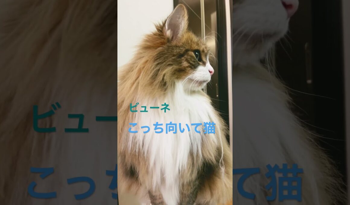 高確率でこっち向いて猫#shorts #ノルウェージャンフォレストキャット #cat #猫 #猫のいる暮らし #pets