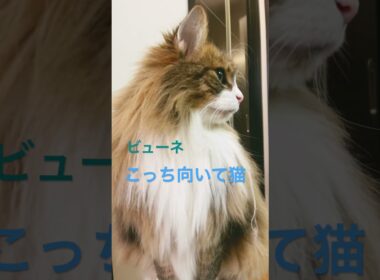 高確率でこっち向いて猫#shorts #ノルウェージャンフォレストキャット #cat #猫 #猫のいる暮らし #pets