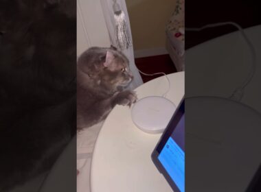 ナツメロ最高 #アメリカンカール #ねこ動画 #shorts