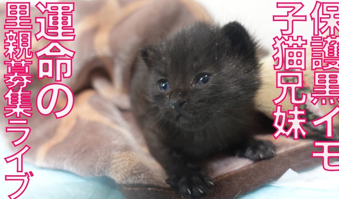 保護黒子猫兄妹、運命の里親募集　Looking for a forever home for the black  kitties