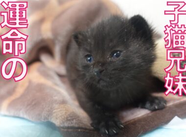 保護黒子猫兄妹、運命の里親募集　Looking for a forever home for the black  kitties