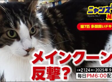 《第2124回》メインクーンの反撃？