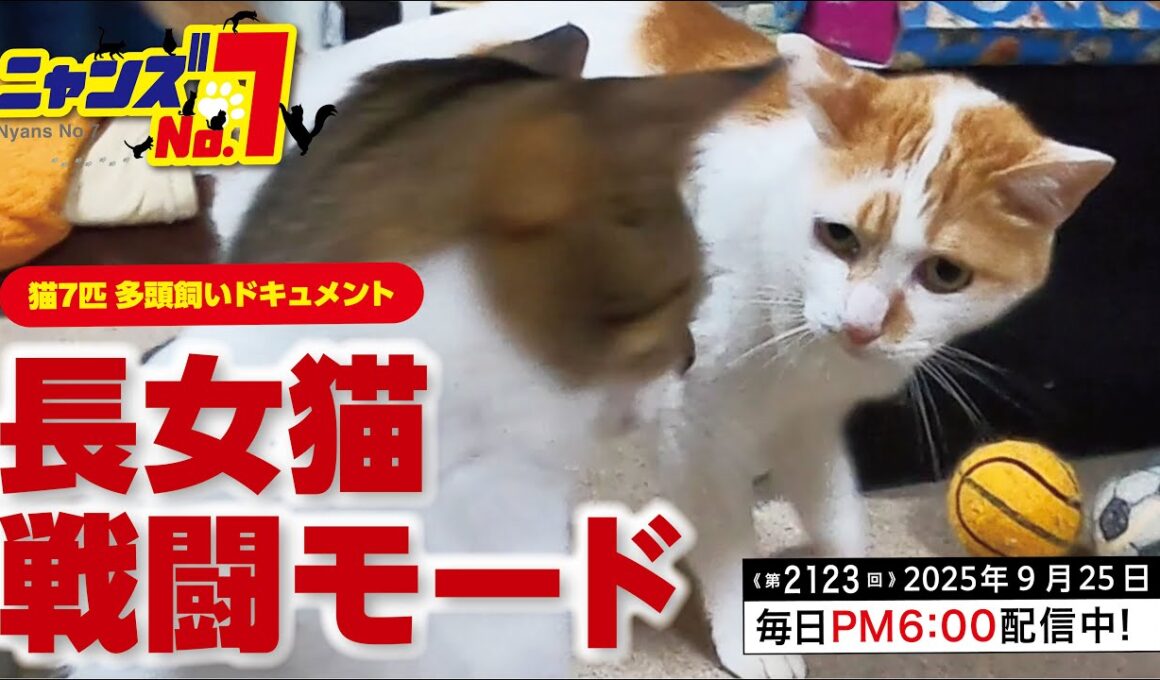 《第2123回》長女猫 戦闘モード
