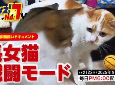 《第2123回》長女猫 戦闘モード