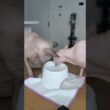妹猫が水を飲み終わるまで待つ兄猫のスルタンがエモい【スフィンクス】