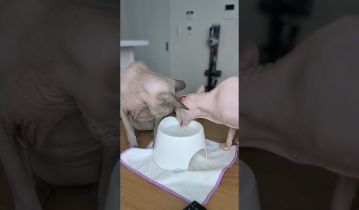 妹猫が水を飲み終わるまで待つ兄猫のスルタンがエモい【スフィンクス】